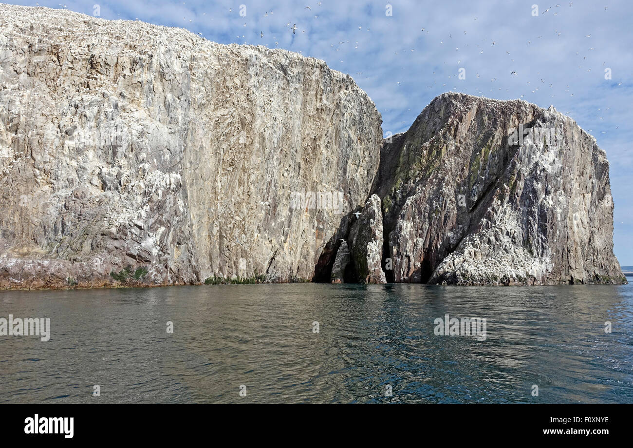 Der Bass Rock in den Firth of Forth East Lothian Schottland Stockfoto