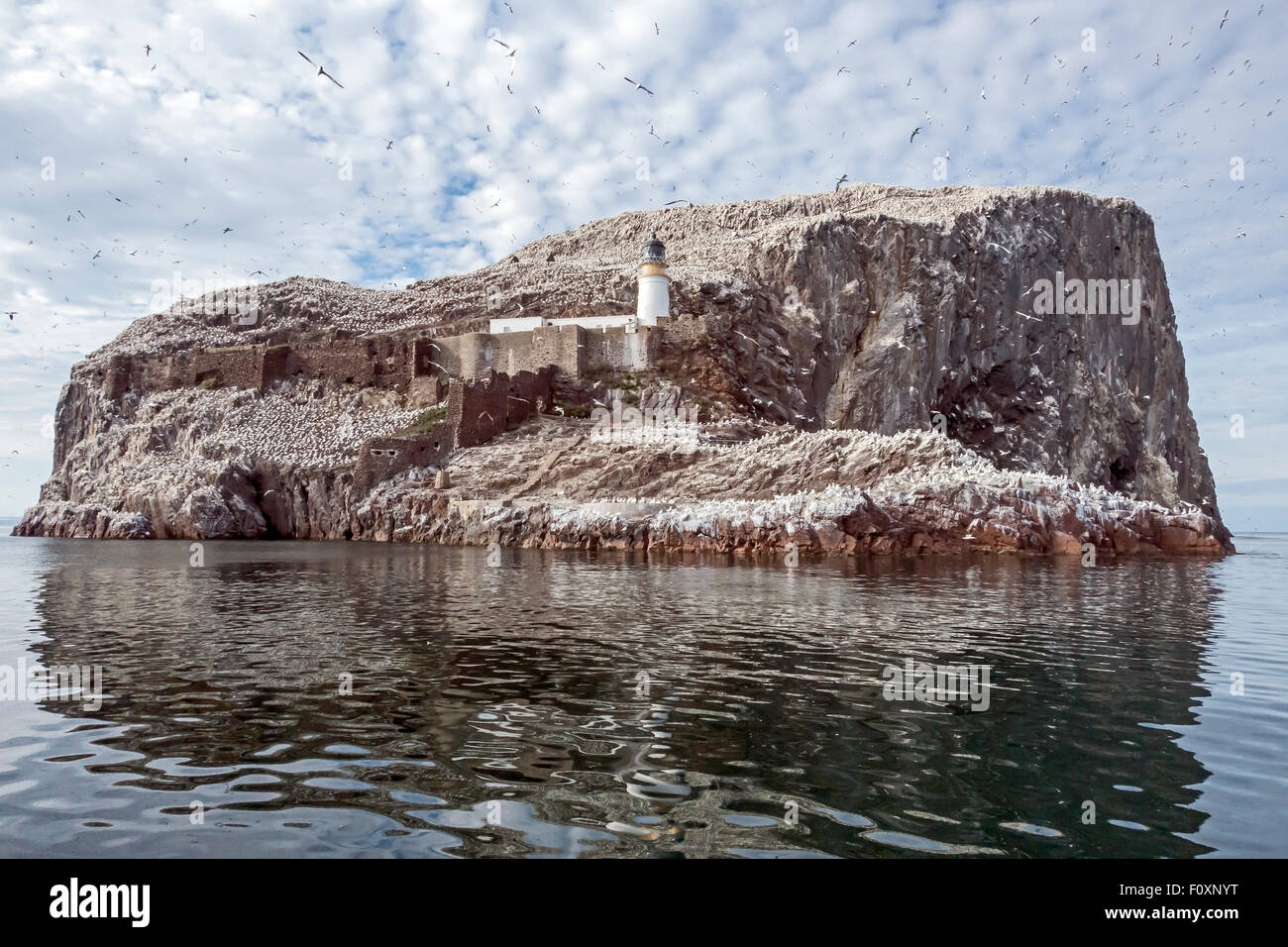 Der Bass Rock in den Firth of Forth East Lothian Schottland Stockfoto