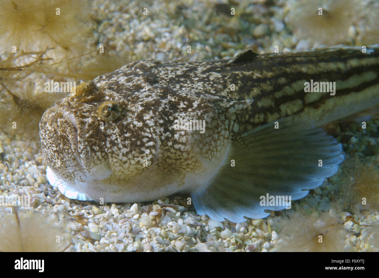 15. Oktober 2014 - Schwarzes Meer, Ukraine - Atlantic Stargazer (Uranoscopus Scaber) Schwarzes Meer, Krim, Ukraine, Osteuropa (Credit-Bild: © Andrey Nekrassow/ZUMA Wire/ZUMAPRESS.com) Stockfoto