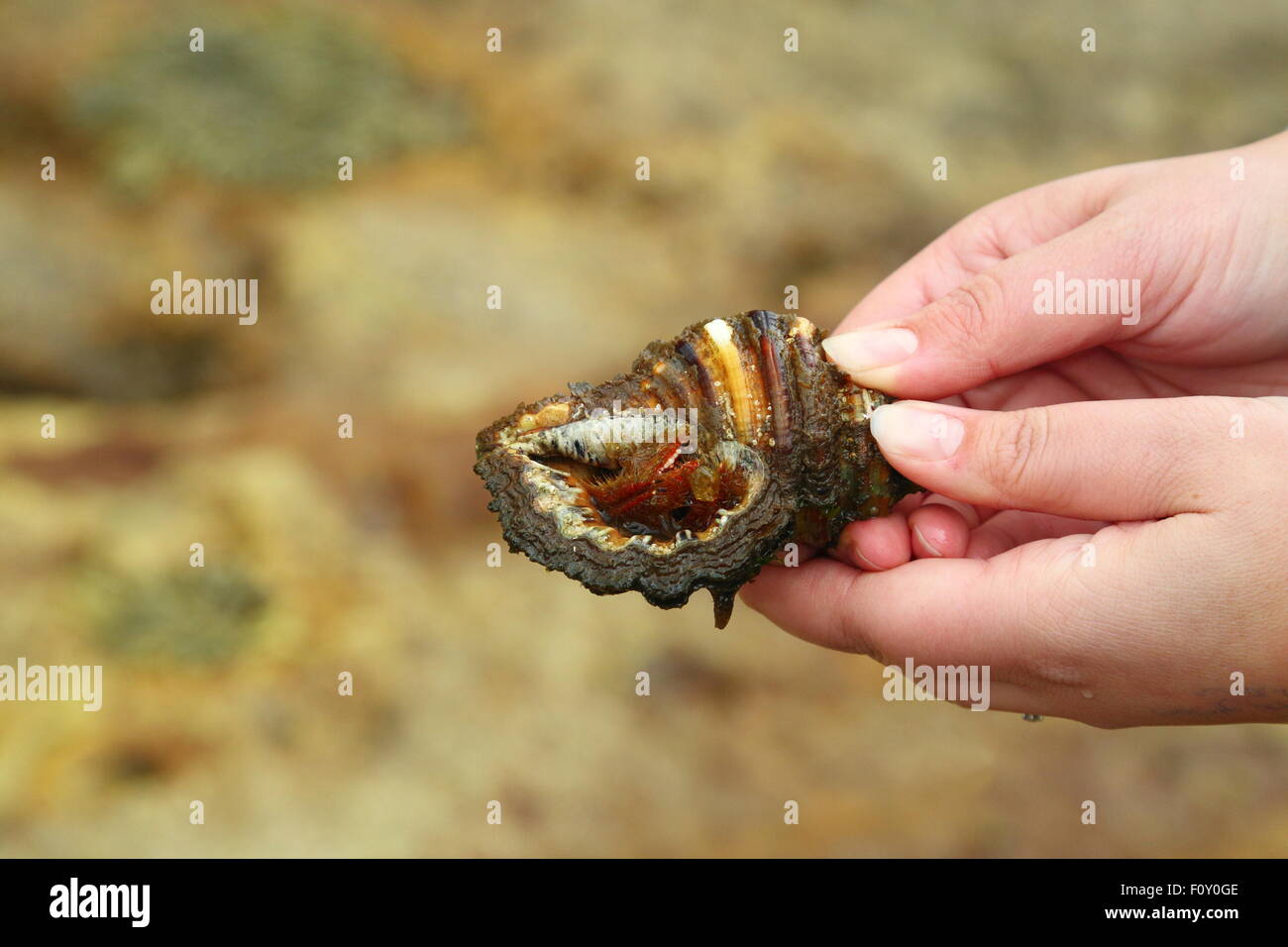 Eine erwachsene Frau hält die Schale von einem großen Einsiedlerkrebs, wie es am Depot Beach, New South Wales, Australien entsteht. Stockfoto