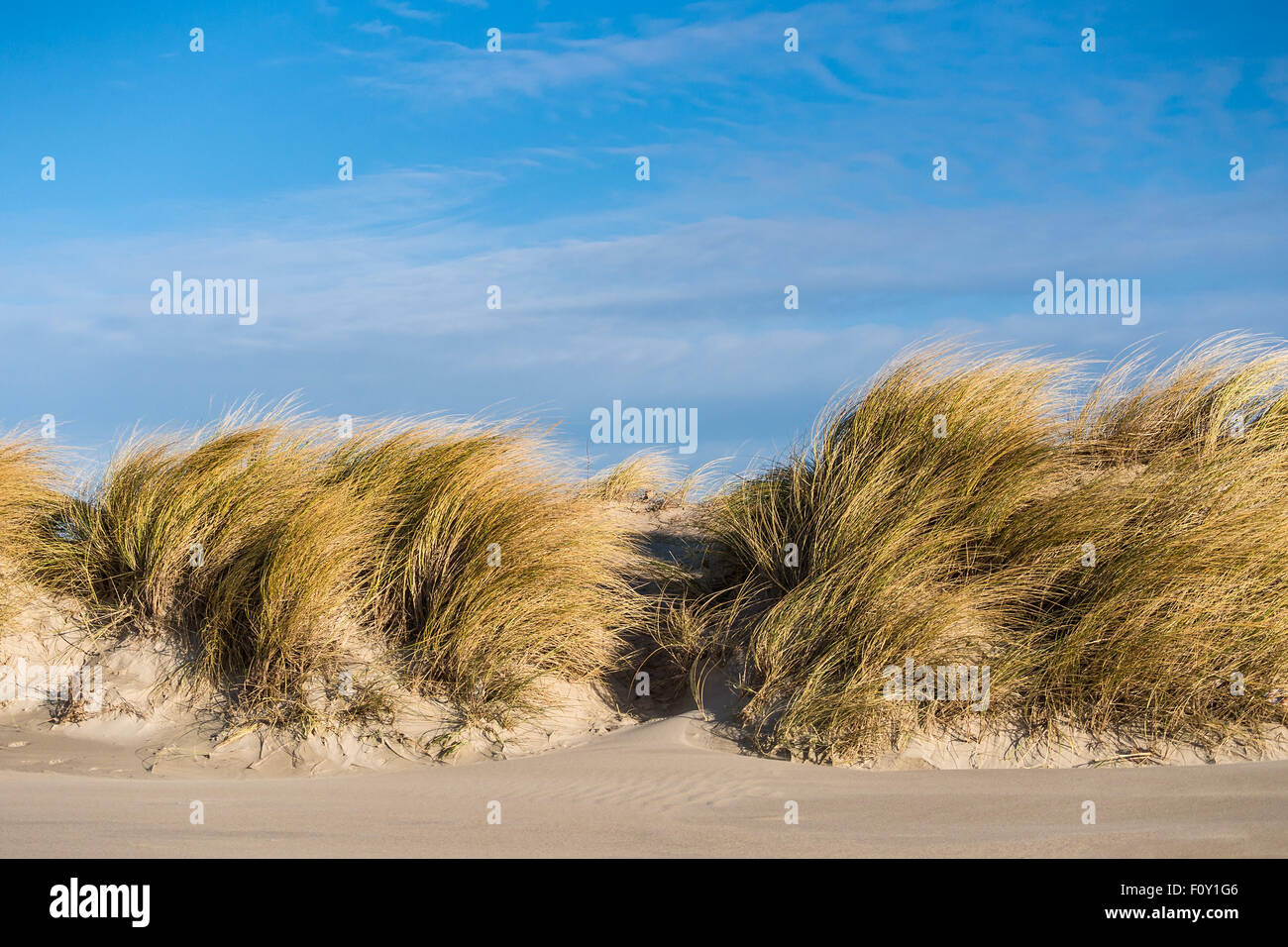 Düne an der Ostsee-Küste Stockfoto