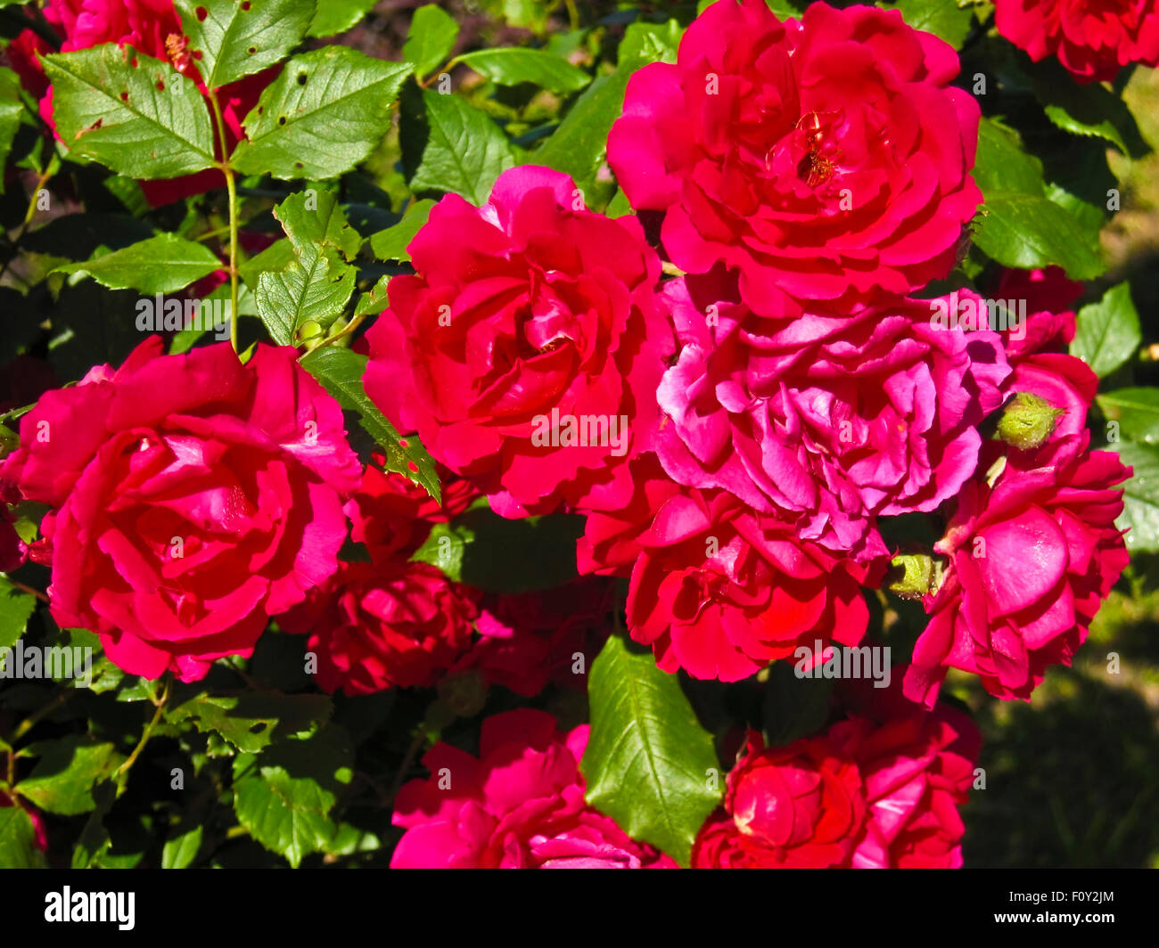 Zweig der rose Strauch mit vielen roten Rosen Stockfotografie Alamy