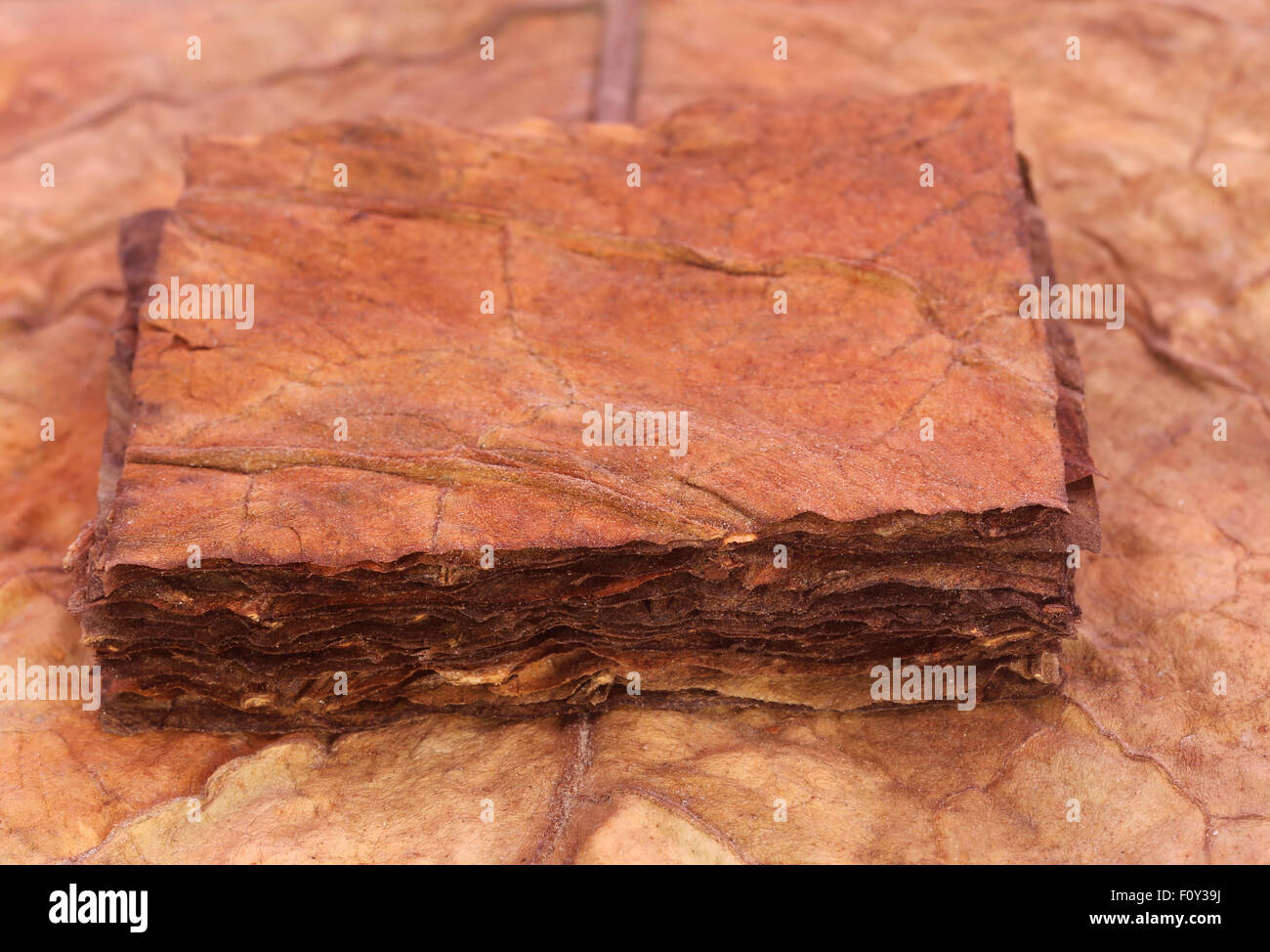 Nahaufnahme der trockene Tabakblätter Stockfoto