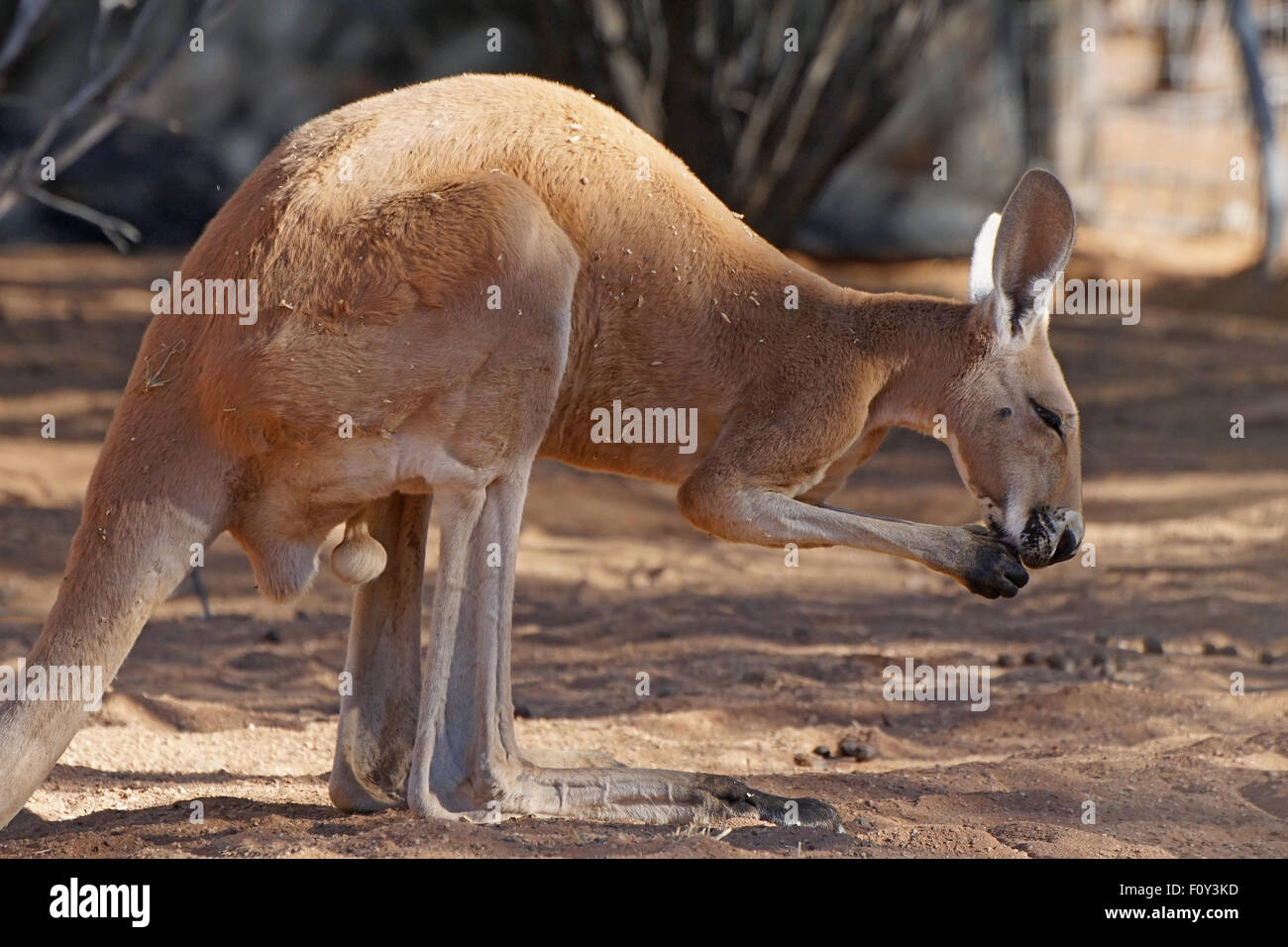 Roter Känguruh, Northern Territory Outback von Australien Stockfoto