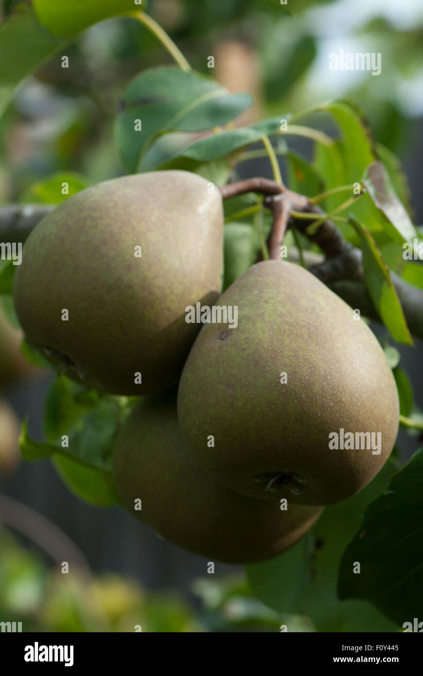 Dessert Birne "Beurre Hardy" Stockfoto