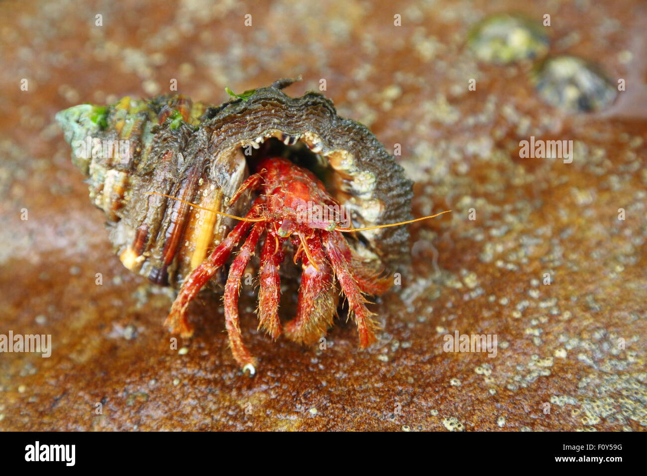 Eine große Einsiedlerkrebs aus seiner Schale in unter Fels-Pools am Depot Beach, New South Wales, Australien. Stockfoto