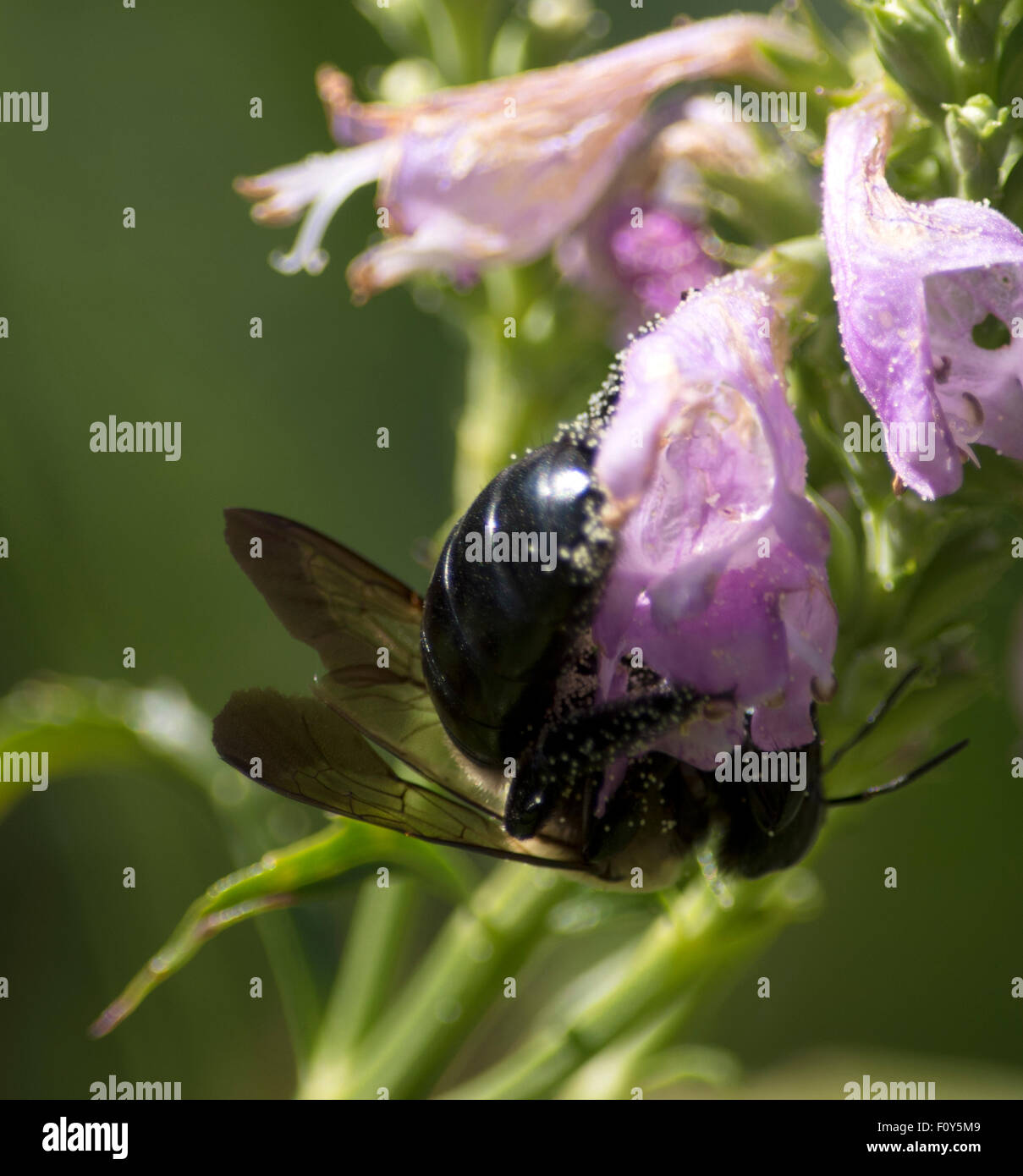 Nahaufnahme von Hummeln auf einer rosa und lila Blume Stockfoto