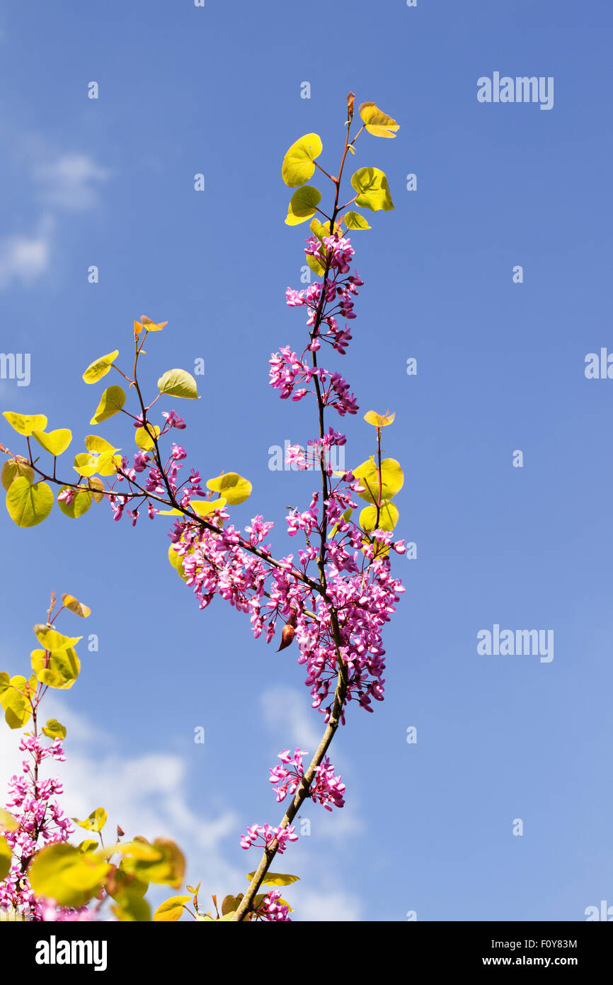 Nahaufnahme von Cercis siliquastrum (Judas-Baum), der gegen einen blauen Himmel blüht, England, Großbritannien Stockfoto