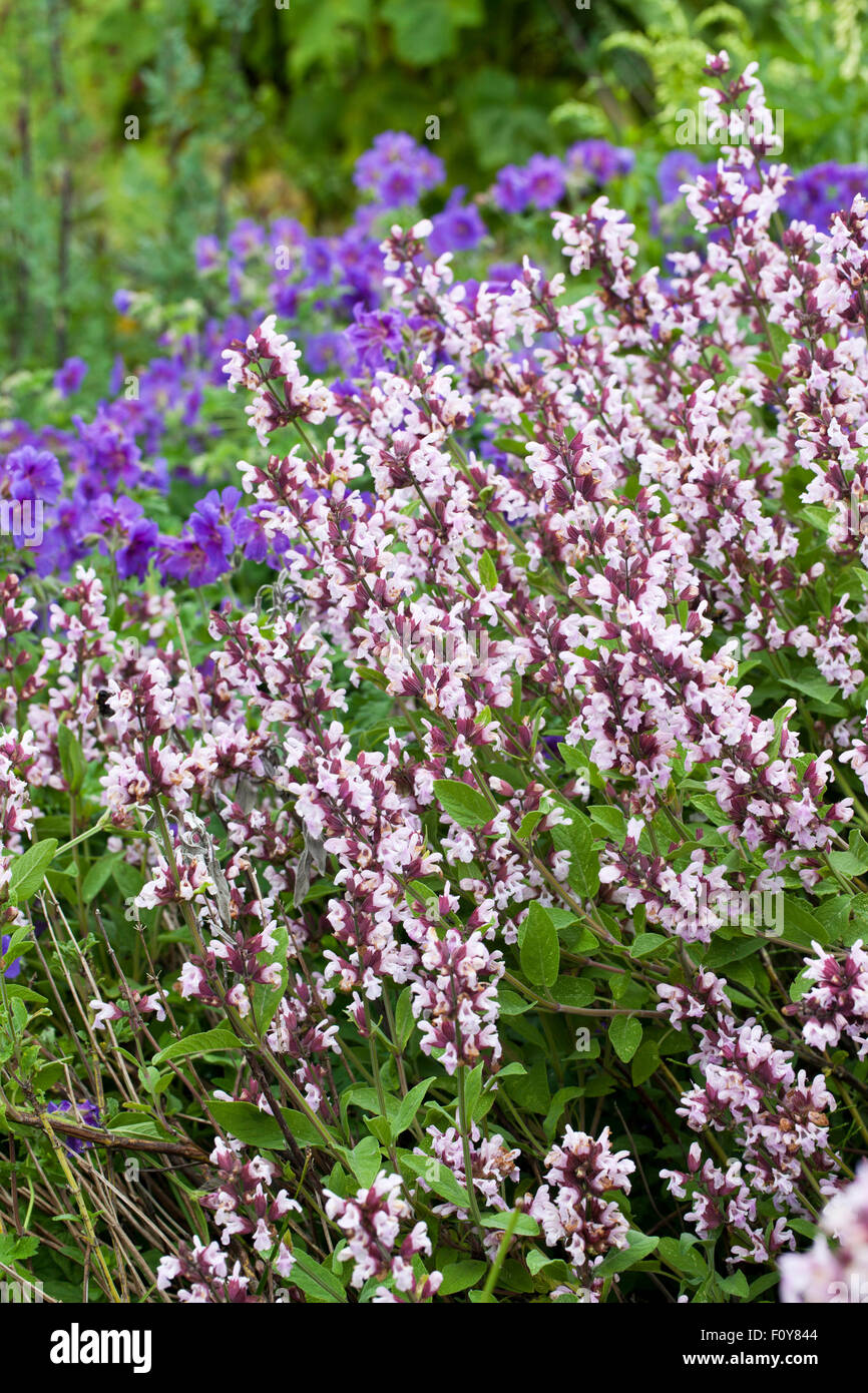 Nahaufnahme von Blassrosa Nepeta Blüte in einem Englischen Garten Stockfoto