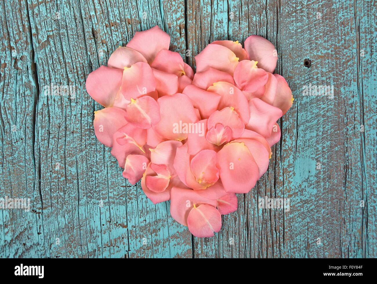 Rosa Rosenblüte Herz auf Türkis lackiert Scheune Holz. Stockfoto