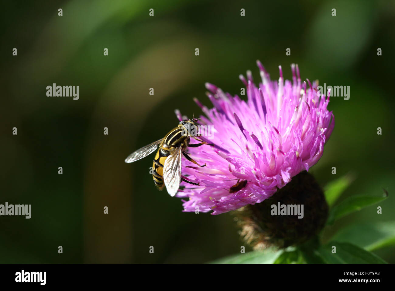 Eine schöne Wespe auf einem rosa Distel Blume Stockfoto