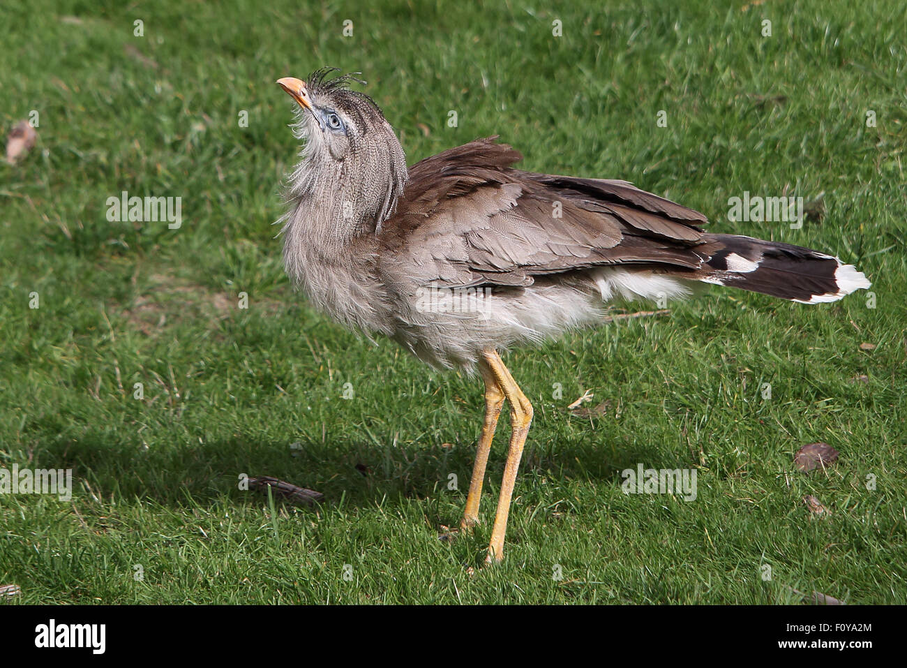 Eine schöne rotbeinige Seriema, bereit zum Sprung Stockfoto