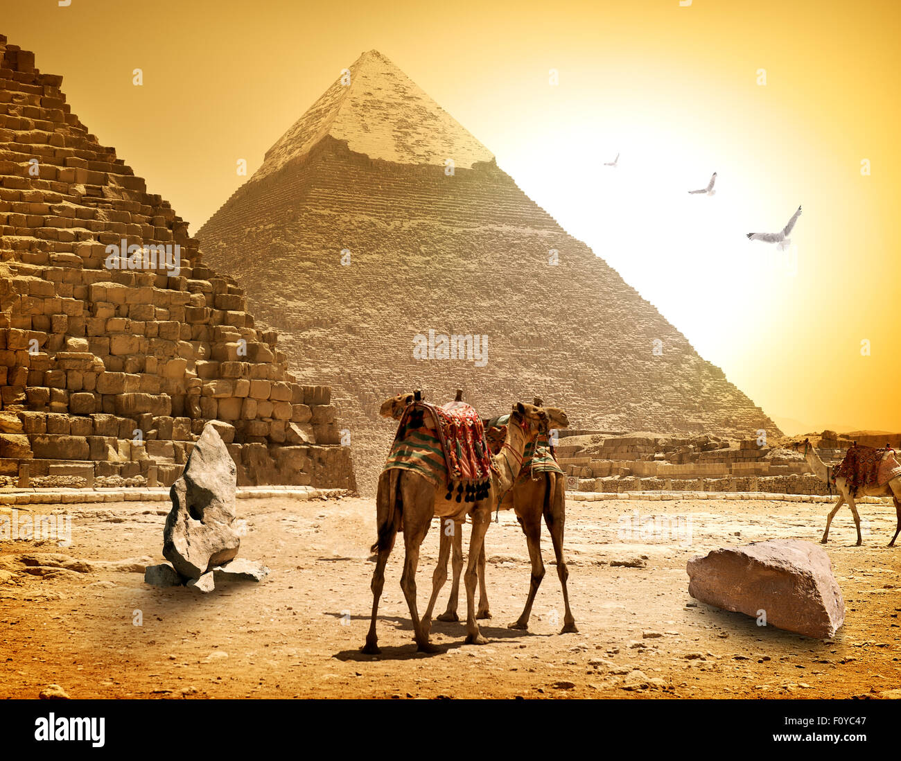 Kamele und Pyramiden am heißen sonnigen Abend Stockfoto