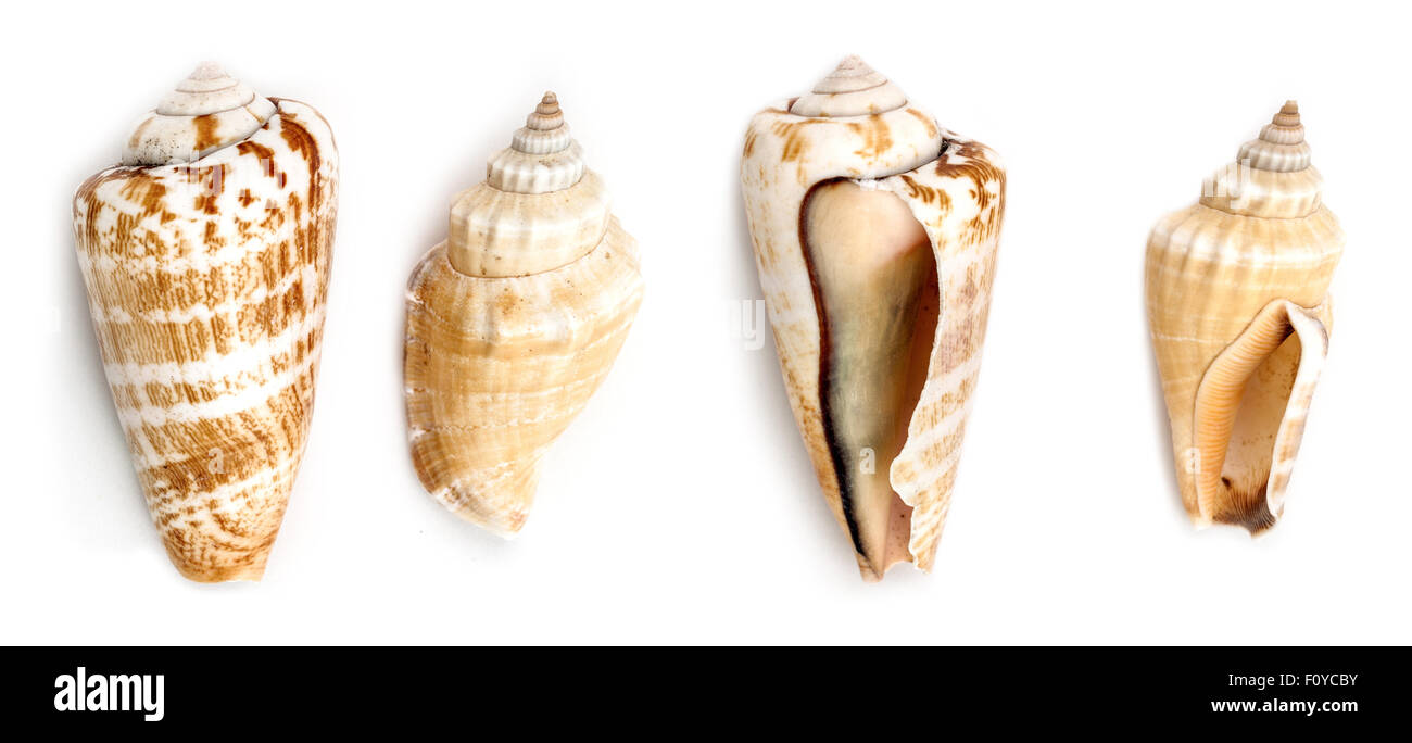 Erdbeere Conch und Samar Muscheln Stockfoto