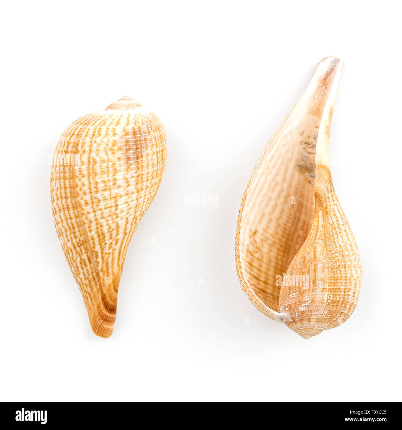 Papier-Fig-Shell (Ficus Gracilis) Stockfoto