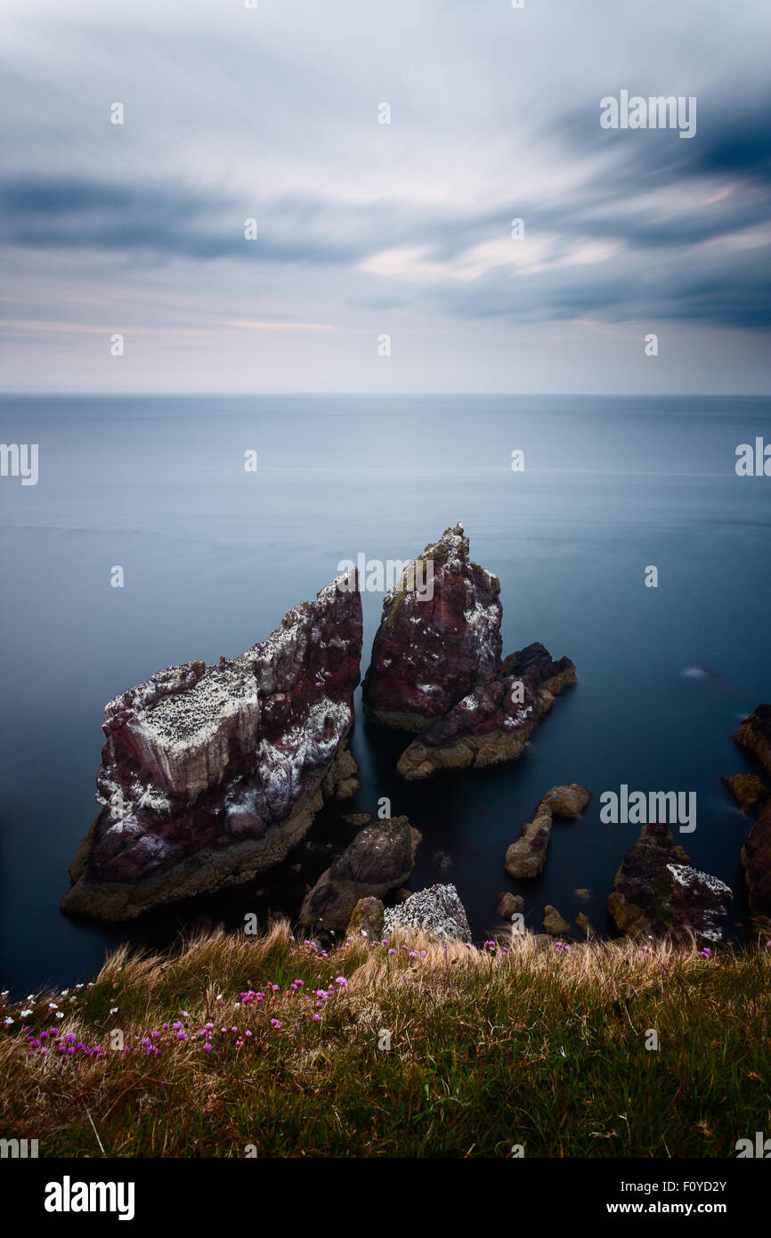 Große Kolonien von Trottellummen und Dreizehenmöwen nisten in der Abenddämmerung auf der Meer-Stacks am St. Abbs Head (Schottland) Stockfoto