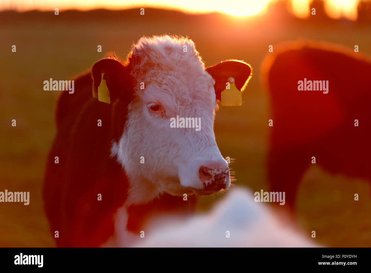 Eine Herde Kühe auf der Wiese genießen die idyllische Bedingungen für West-Irland Stockfoto