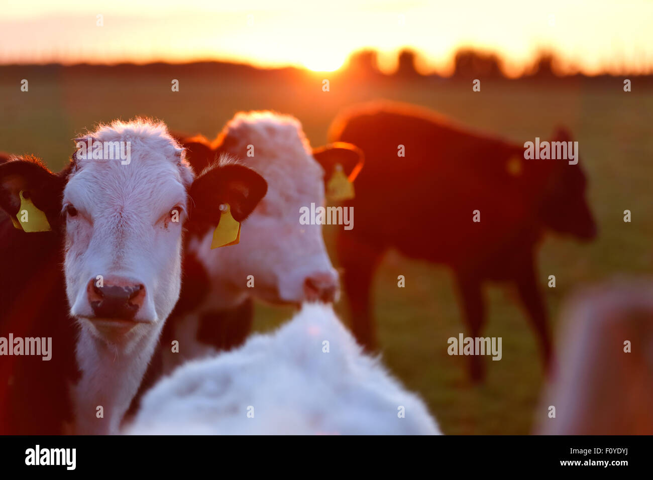 Eine Herde Kühe auf der Wiese genießen die idyllische Bedingungen für West-Irland Stockfoto