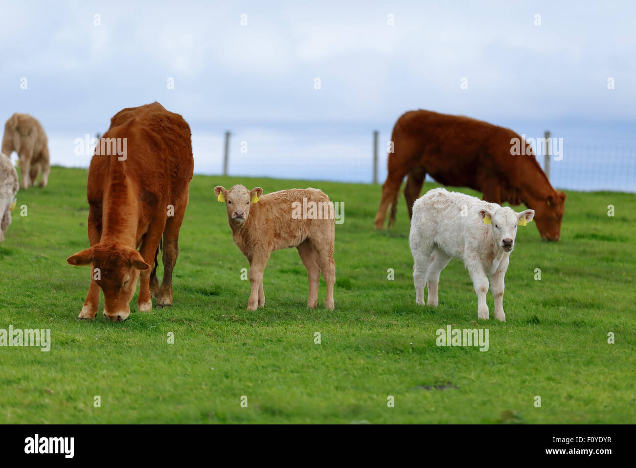 Eine Herde Kühe auf der Wiese genießen die idyllische Bedingungen für West-Irland Stockfoto