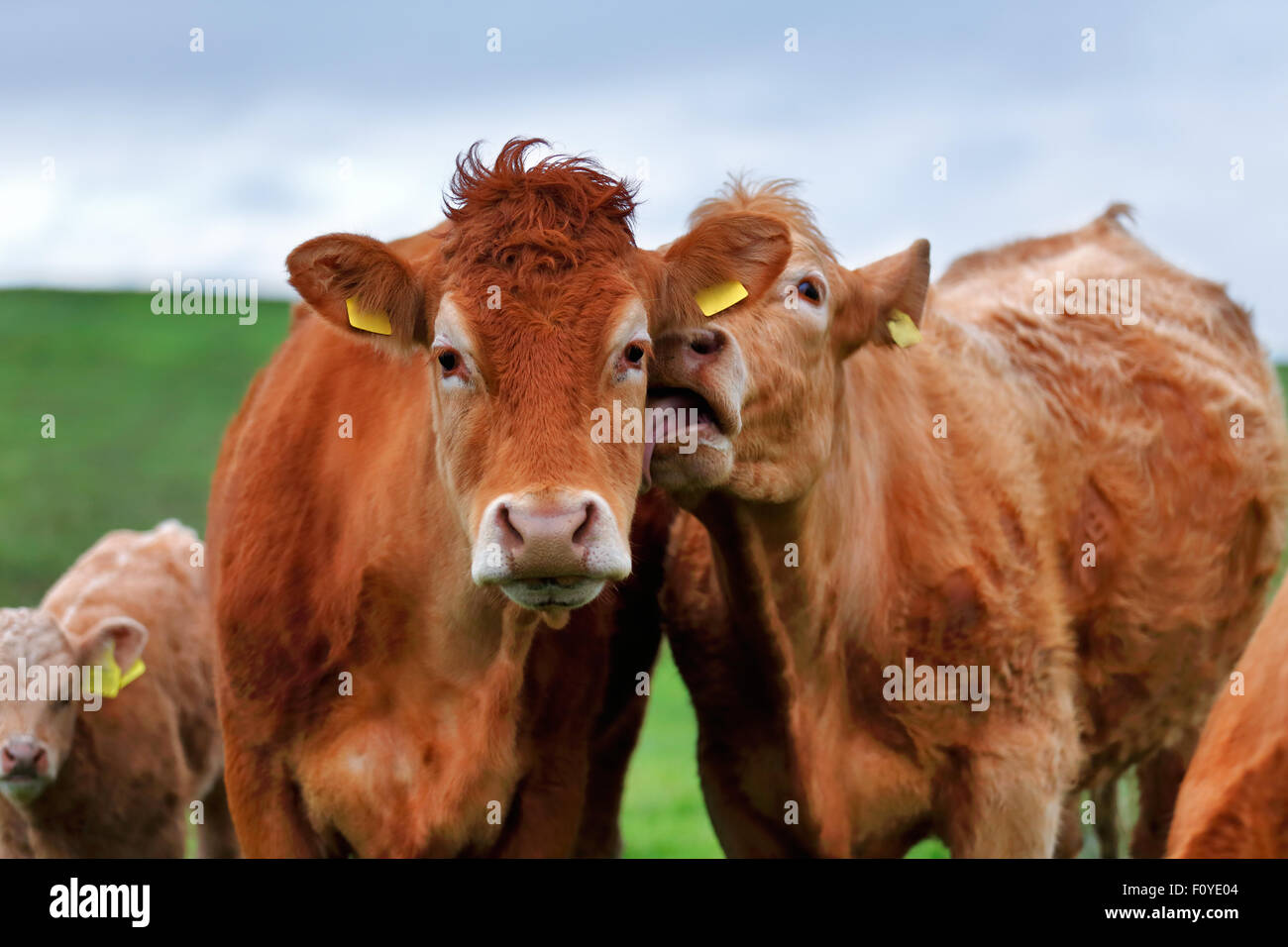 Eine Herde Kühe auf der Wiese genießen die idyllische Bedingungen für West-Irland Stockfoto