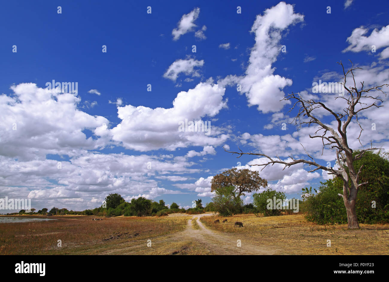 Landschaft im Chobe National Park, Botswana Stockfoto