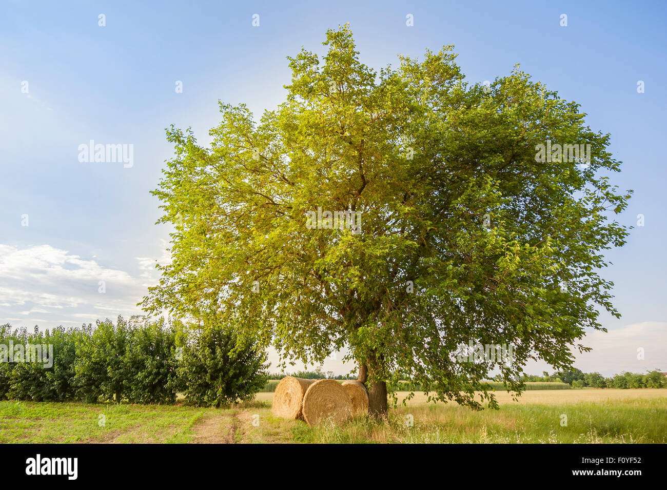 Landwirtschaftliche Szene: drei Ballen Heu zum Trocknen unter einem Baum in der späten Nachmittagssonne. Stockfoto