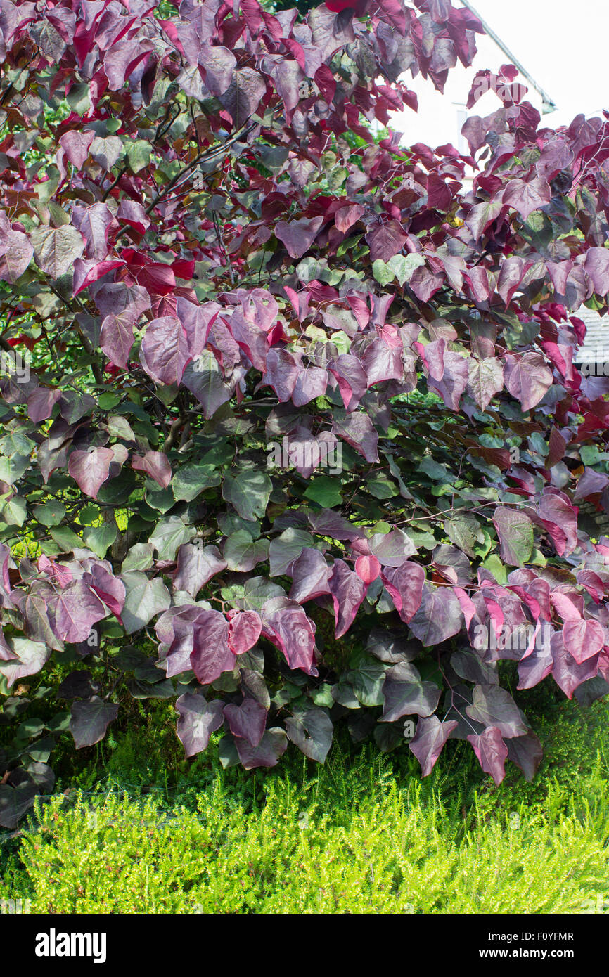 Lila gefärbten junge Laub der Ostredbud Sorte, Cercis Canadensis 'Forest Pansy' Stockfoto