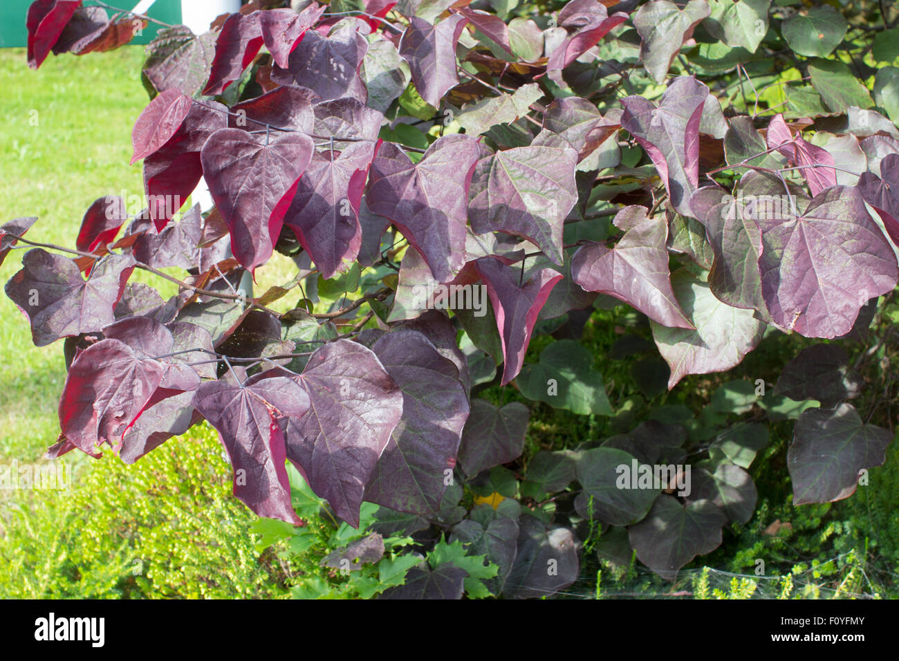 Lila gefärbten junge Laub der Ostredbud Sorte, Cercis Canadensis 'Forest Pansy' Stockfoto