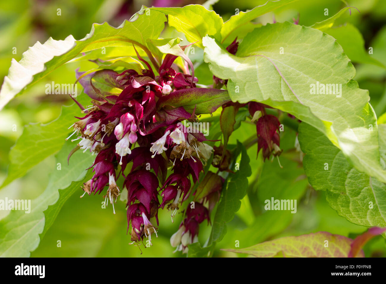 Weiße Blüten ausbrechen von dunklen roten Hochblätter inmitten goldenes Laub in hoher Strauch, Leycesteria Formosa "Aurea" Stockfoto