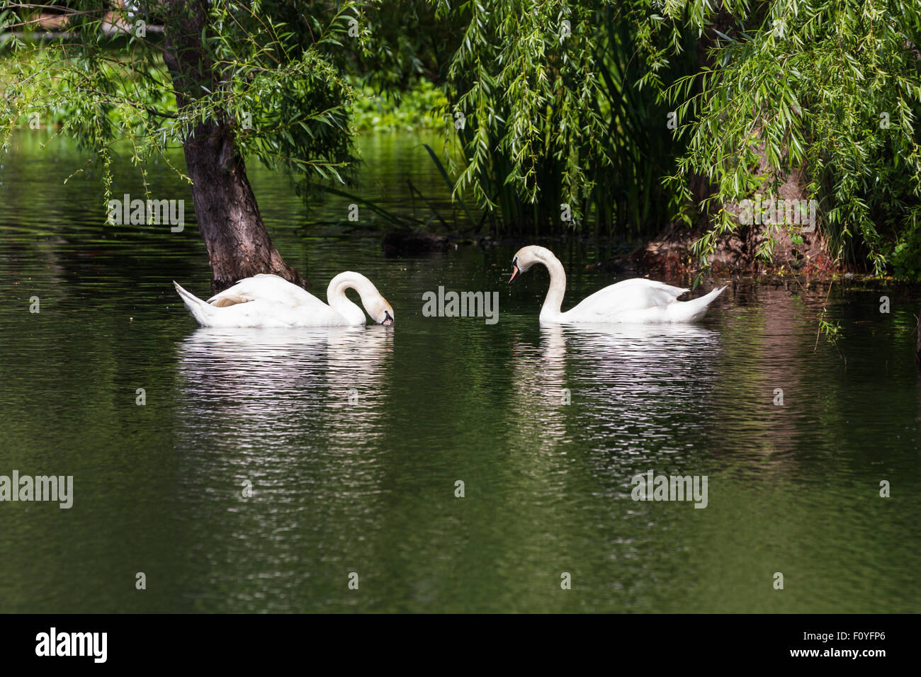 schönen künstlichen Teich mit zwei weiße Schwäne als Mittelstück Stockfoto schönen künstlichen Teich mit zwei weiße Schwäne als Mittelstück Stockfoto