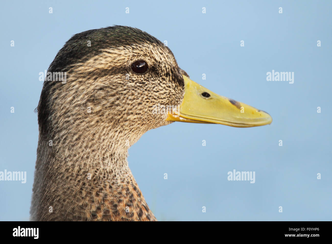 Ein Porträt einer gemischt-Rasse Stockente. Stockfoto