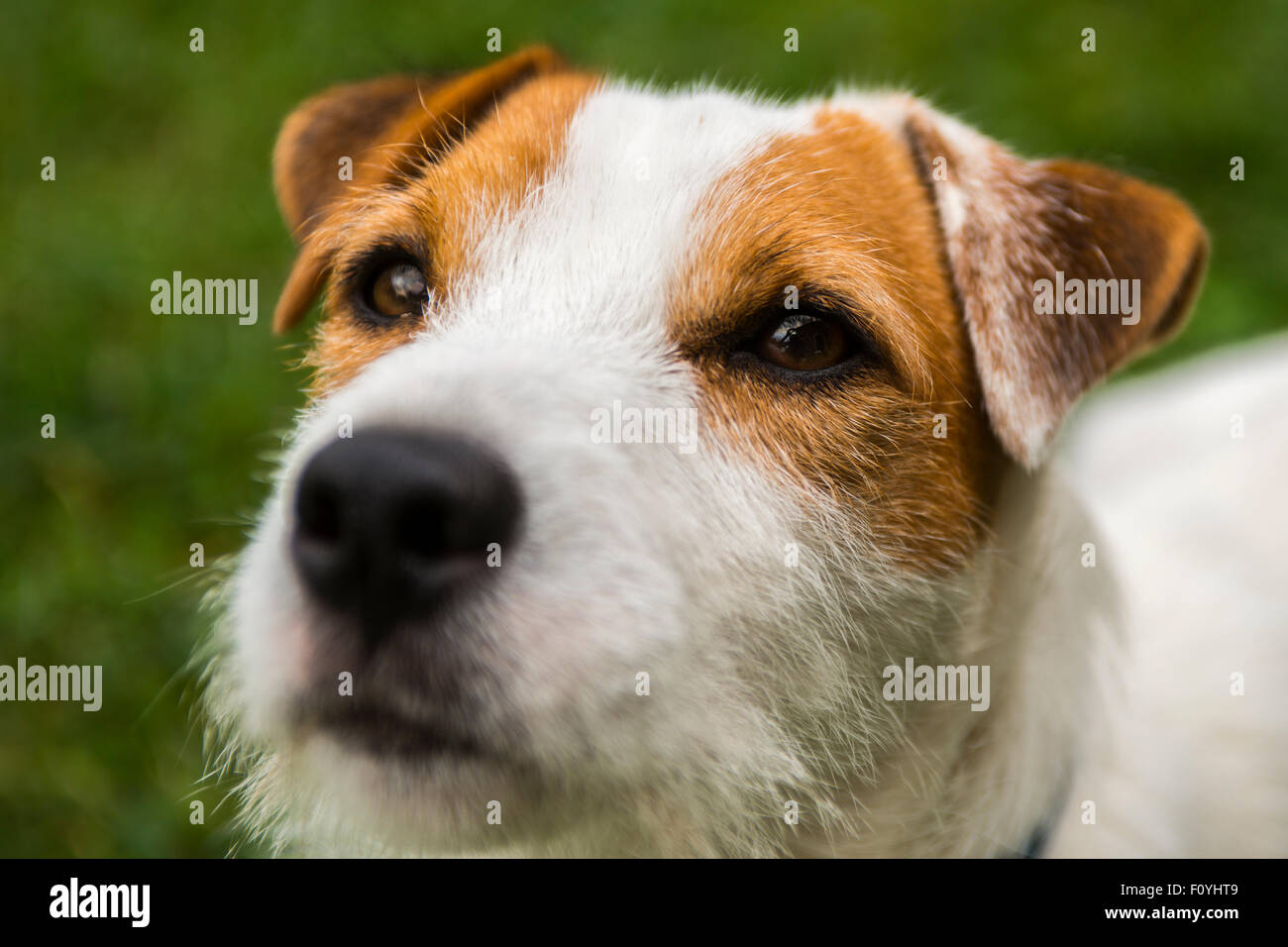 Jack Parson Russell Terrier Welpe Hund Haustier, Tan rau beschichtet, draußen im Park während des Spielens Stockfoto