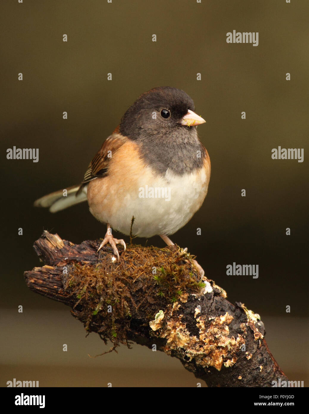 Ein dunkel-gemustertes Junco auf bemoosten Barsch. Stockfoto