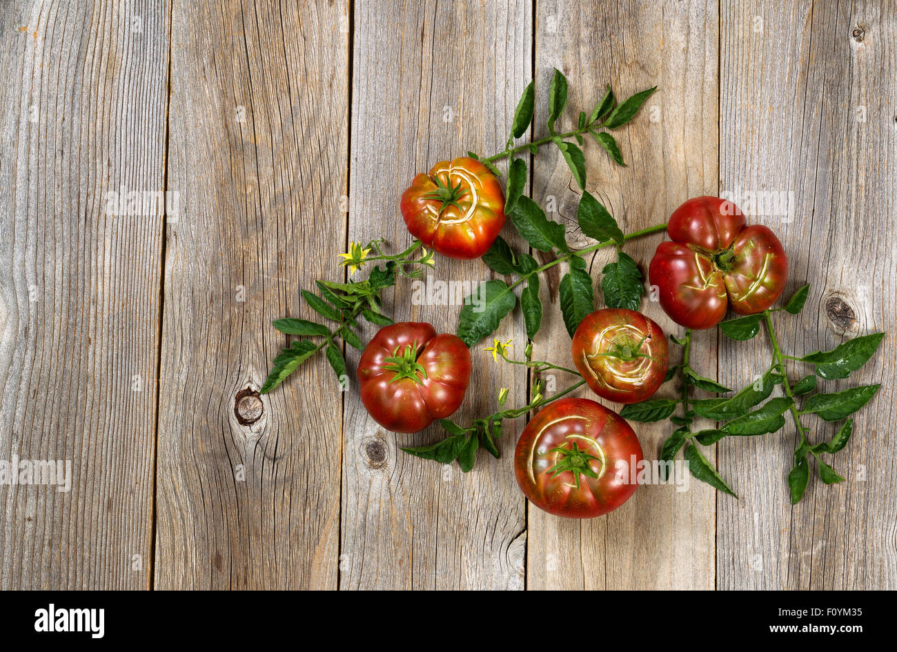 Draufsicht der homegrown Bio-Tomaten und Blumenpflanzen auf rustikale Zeder Holzbrettern. Stockfoto