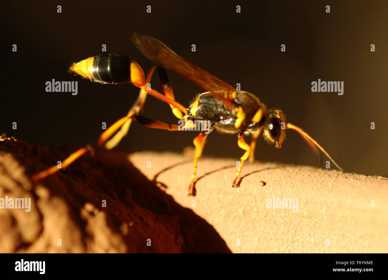 EIN SAND WASP (SPHECIDAE), AUCH BEKANNT ALS SANDBAGGER WASP, JAGD WASP ODER FADENHALS WASP. WESTAUSTRALIEN. Stockfoto