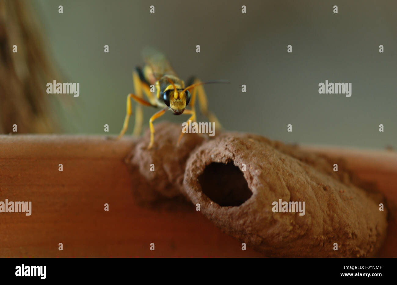 EIN SAND-WASP (SPHECIDAE), AUCH BEKANNT ALS SANDBAGGER WASP ODER JAGD-WASP, DAS HIER IN DER NÄHE VON IT'S NEST, WESTAUSTRALIEN, ZU SEHEN IST. Stockfoto