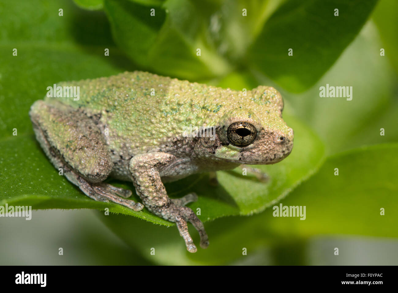 Baby graues Treefrog - Hyla versicolor oder chrysoscelis Stockfoto
