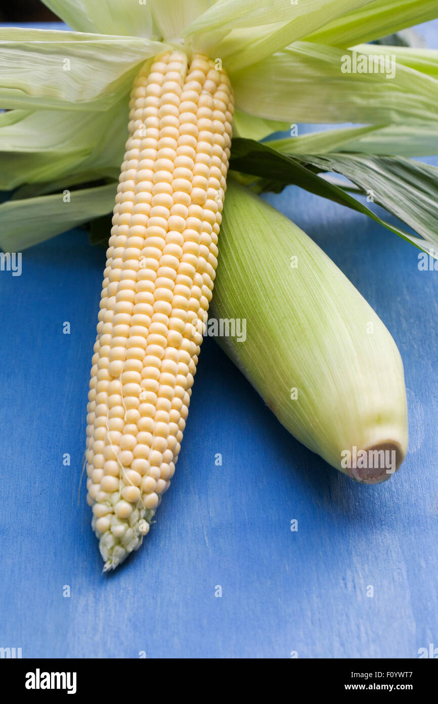 Zea Mays. Frisch gepflückt Mais Maiskolben auf blauem Grund. Stockfoto