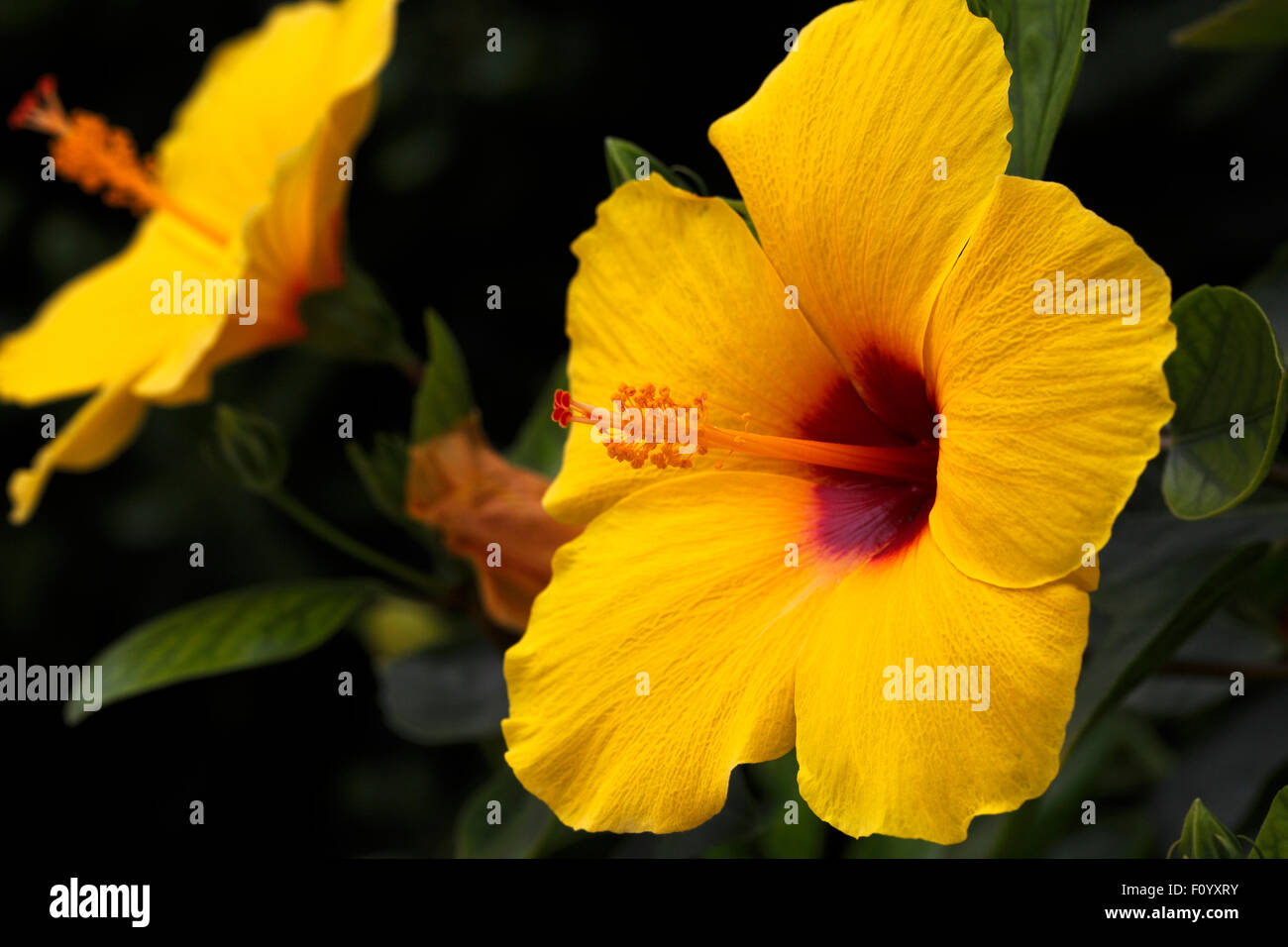 Gelber Hibiskus, Zustandblume von Hawaii Stockfoto