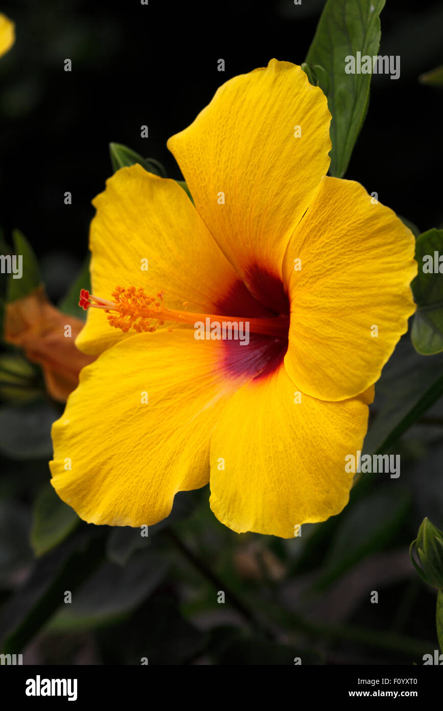 Hawaiische staatsblume Fotos und Bildmaterial in hoher Auflösung Alamy