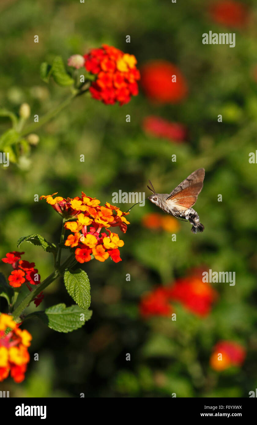 Kolibri Hawk Moth Macroglossum Stellatarum schwebt Fütterung auf Blumen von Lantana Camara. Stockfoto