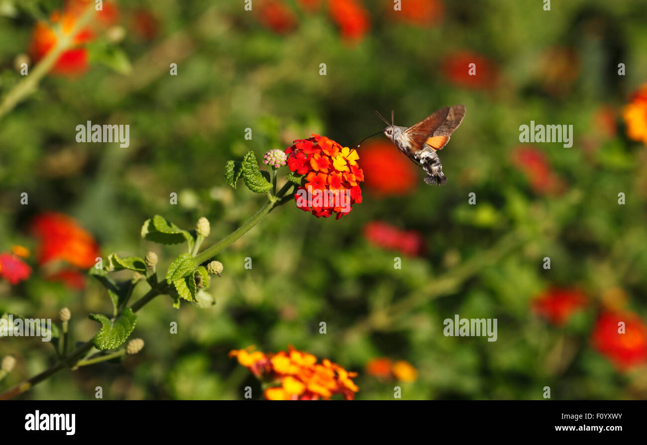 Kolibri Hawk Moth Macroglossum Stellatarum schwebt Fütterung auf Blumen von Lantana Camara. Stockfoto