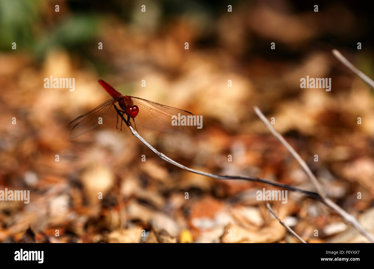 gemeinsamen Darter Libelle Stockfoto