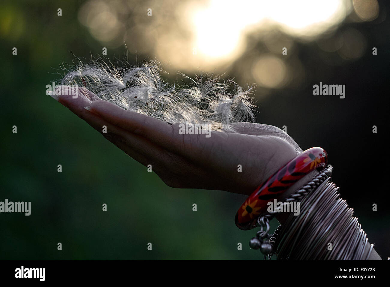 Eine indische Frau Hand voll mit Löwenzahn und Ornamenten, Bokeh im Hintergrund Stockfoto