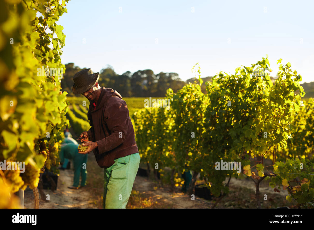 Menschen, die Arbeiten im Weinberg. Arbeitnehmer, die Ernte der Trauben aus den Reihen der Weinstöcke in Trauben Bauernhof. Stockfoto