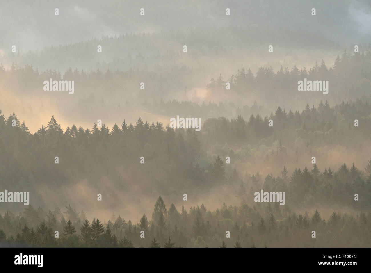 Nebel steigt aus dem Wald am Morgen bei Sonnenaufgang, Sächsische Schweiz, Elbsandsteingebirge, Sachsen, Deutschland Stockfoto