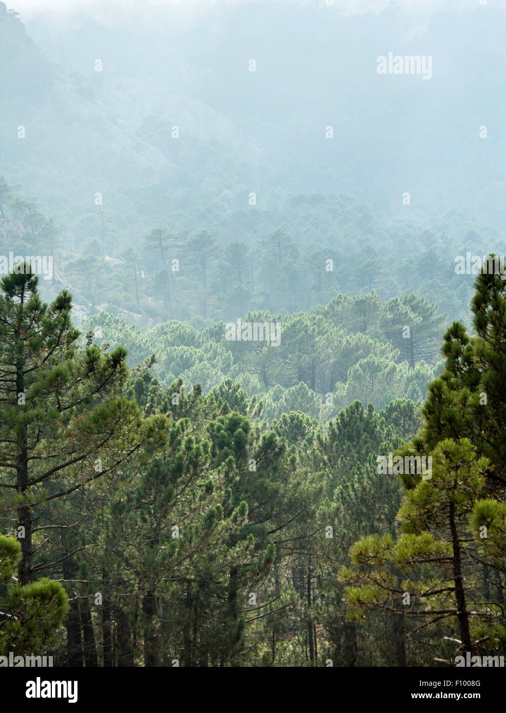 Wald, Nebel, Berge, L'Ospedale Alta Rocca, Korsika, Frankreich Stockfoto