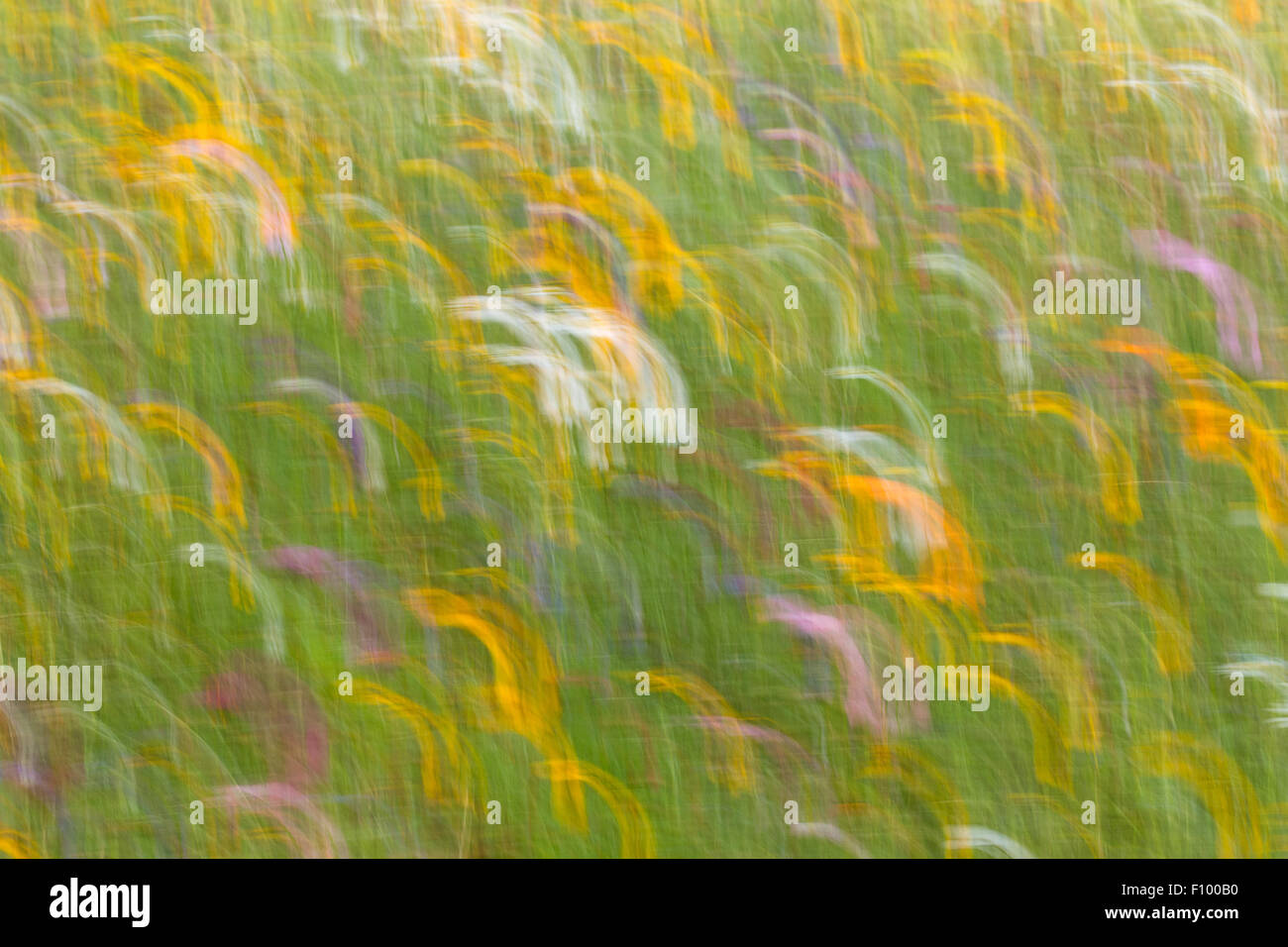 Sommerwiese, Blumenwiese, abstraktes Bild Stockfoto