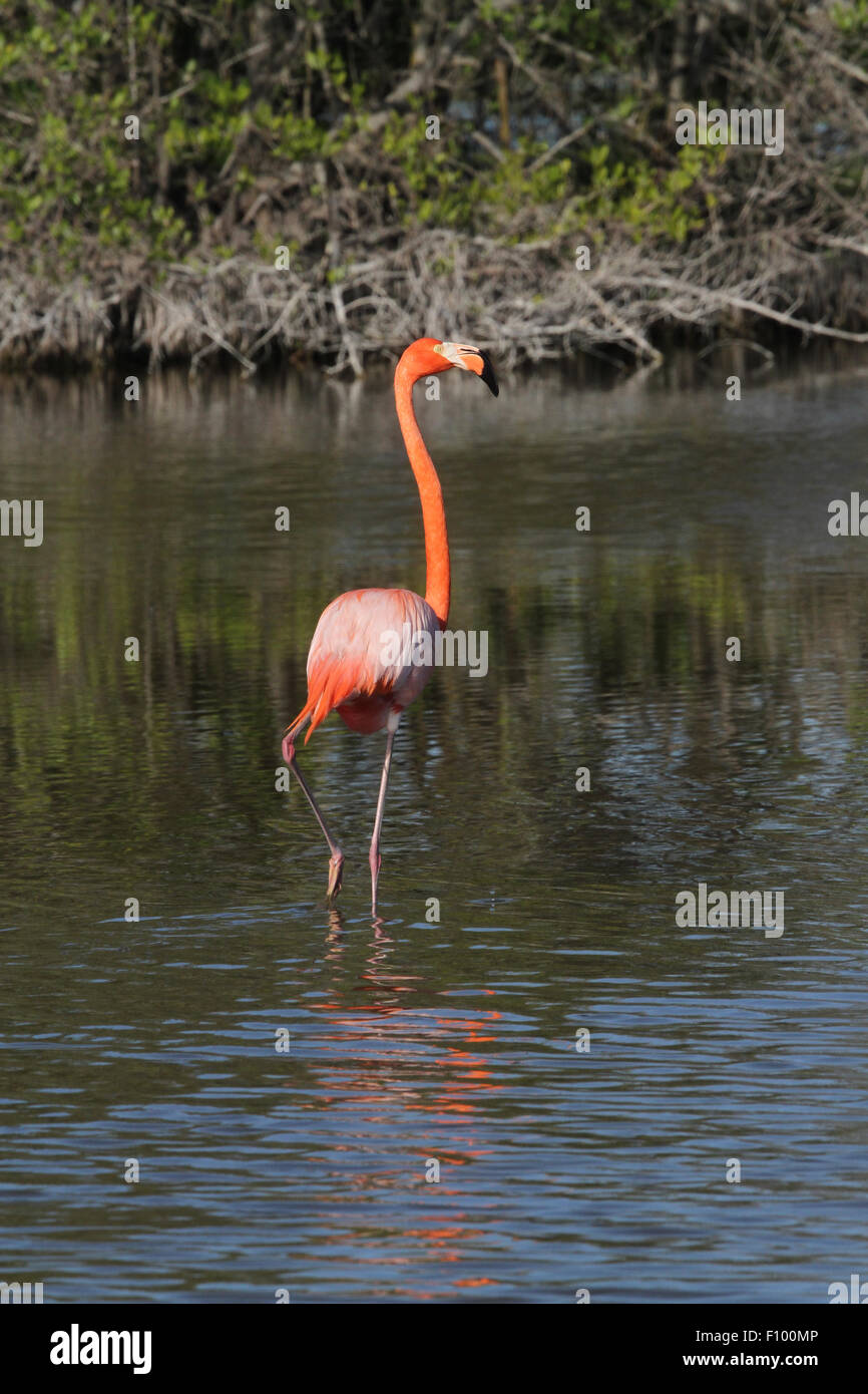 Einzelne größere Flamingo Stockfoto