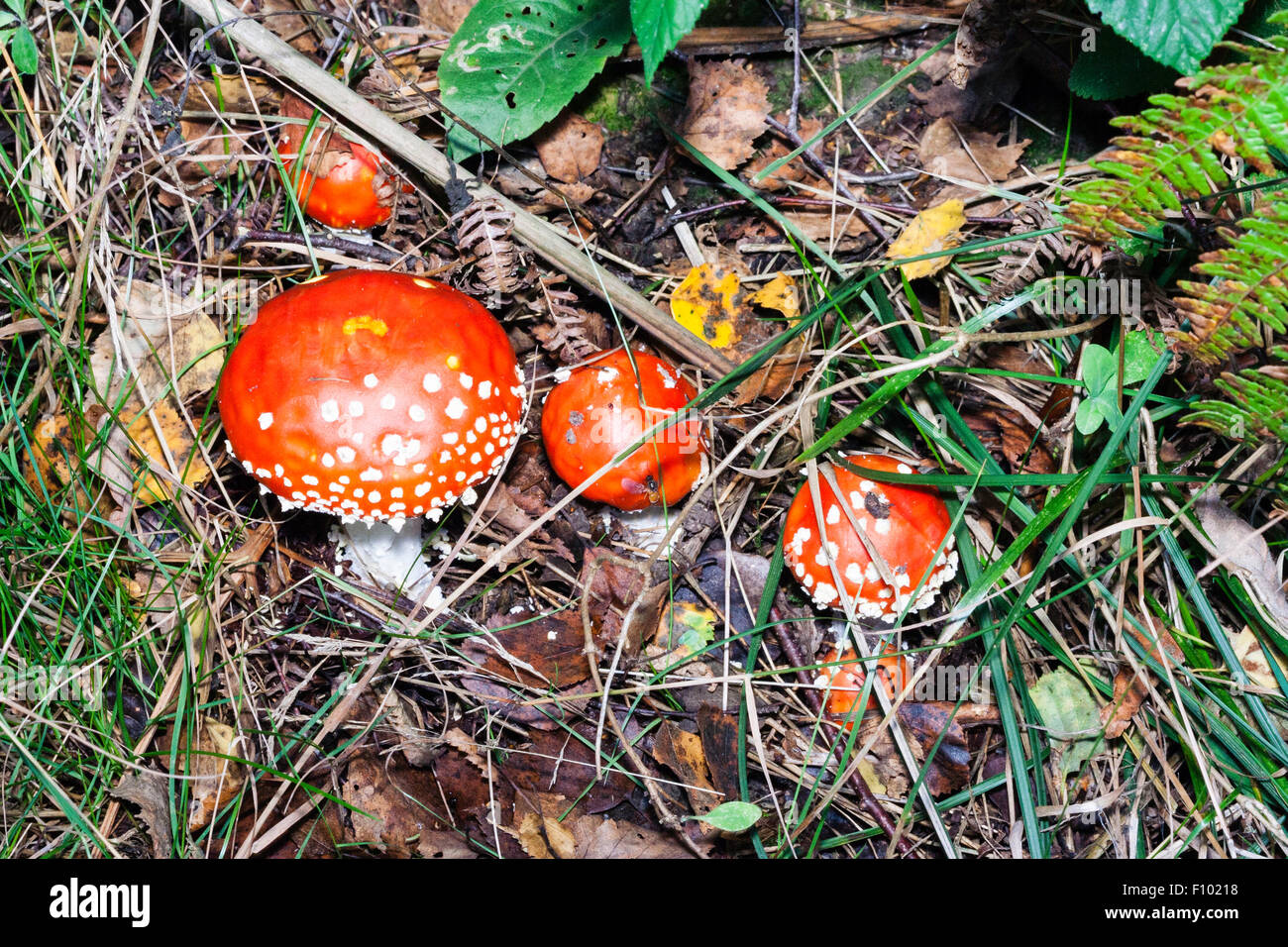 Helles Rot - erstklassige Agaric Fliegen, "Amanita muscaria Fliegenpilz'. Weiße Stiel mit einer orange rot, Kuppelförmig gesprenkelt mit weißen Flecken. Stockfoto